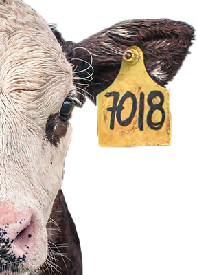 CattleCare